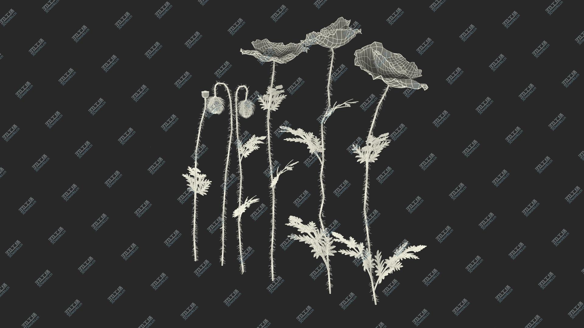images/goods_img/2021040234/3D Stages of Poppy Flower Growth model/3.jpg